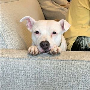 Meet your Posher, Ana